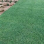 Amrican(barmuda) Grass