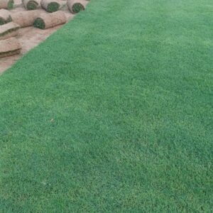 Amrican(barmuda) Grass