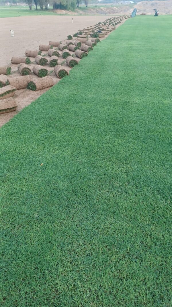 Amrican(barmuda) Grass