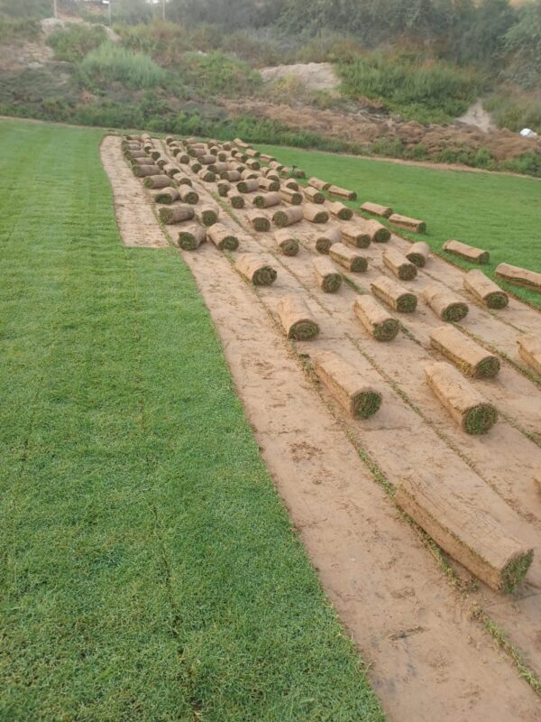 Paspalum Grass (Sharjah Type) – Premium Salt-Tolerant Lawn Turf UAE - Image 2