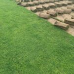 Paspalum Grass (Sharjah Type) – Premium Salt-Tolerant Lawn Turf UAE