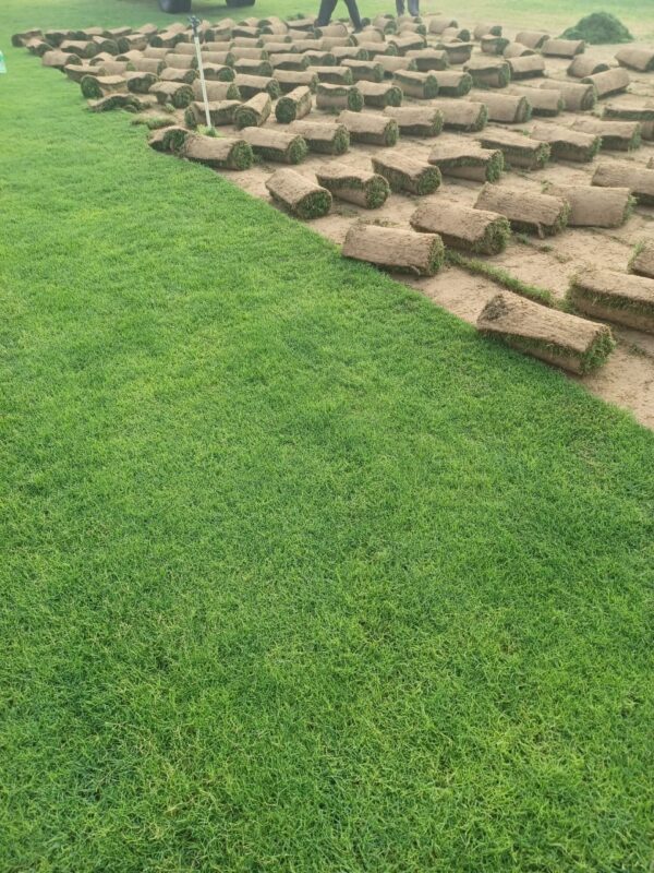 Paspalum Grass (Sharjah Type) – Premium Salt-Tolerant Lawn Turf UAE