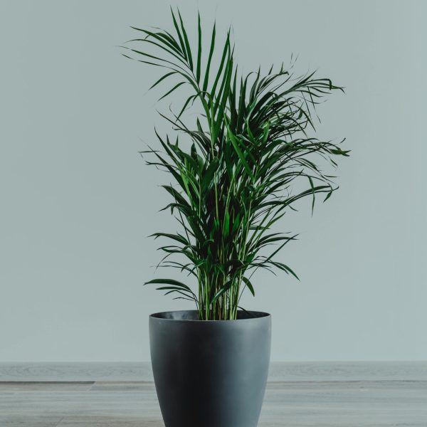 pexels-photo-3126442-3126442 A vibrant indoor palm plant in a sleek pot against a minimalist background.
